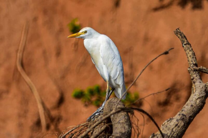 Iringa: Ruaha National Park 2-Day Safari with Game Drives - Practical Considerations