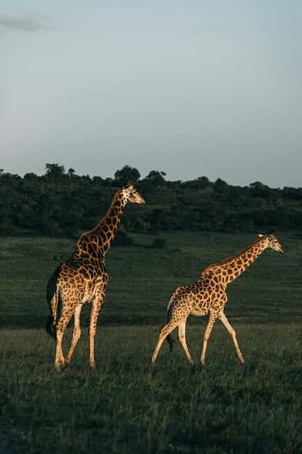 Iringa: Ruaha National Park 2-Day Safari with Game Drives - Final Thoughts