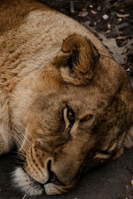 Iringa: Ruaha National Park 2-Day Safari with Game Drives - FAQs