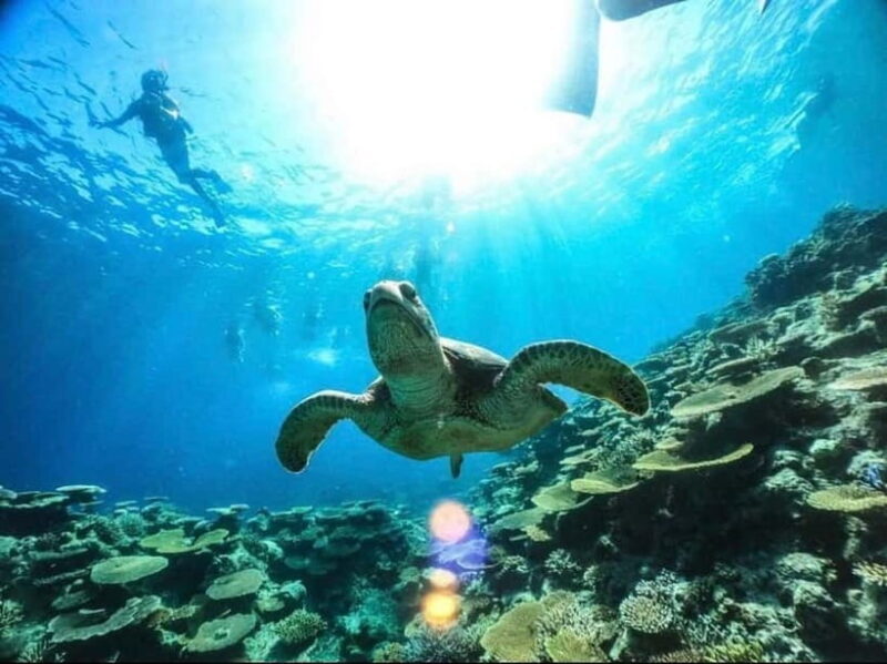 Iriomote: Boat Snorkeling Tour at Barasu Island - The Experiences Strengths and Potential Drawbacks