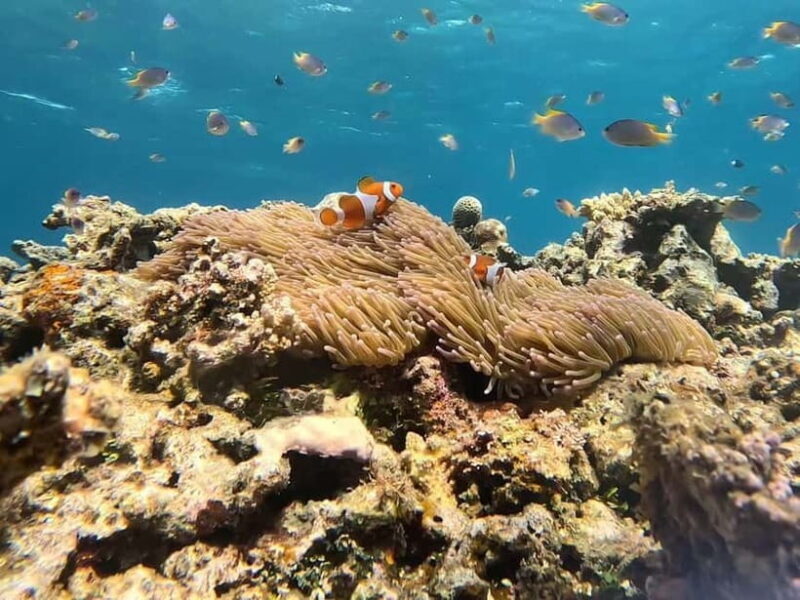 Iriomote: Boat Snorkeling Tour at Barasu Island - Detailed Breakdown of the Tour Experience