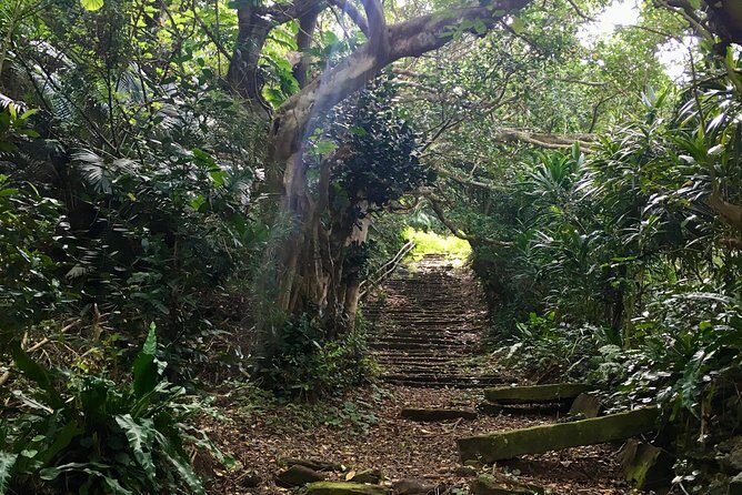 Iriomote Culture Discovery. Indigenous culture on Iriomote Island - Who Should Consider This Tour?
