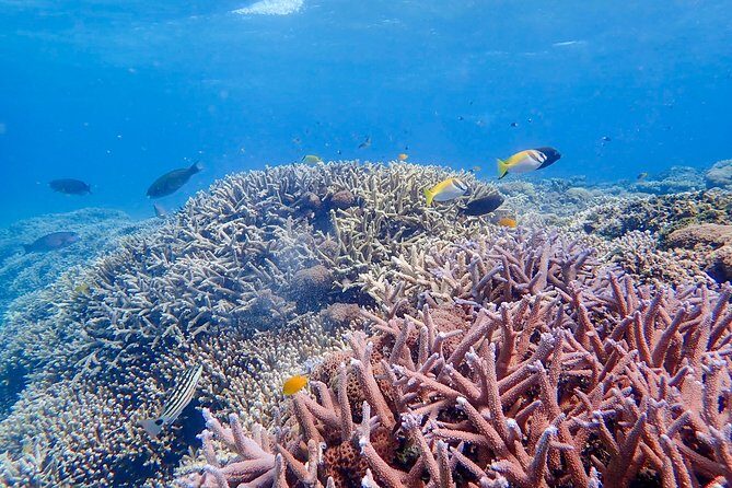 Iriomote Island 1-Day Snorkeling & Mangrove SUP or Canoe - Analyzing the Value