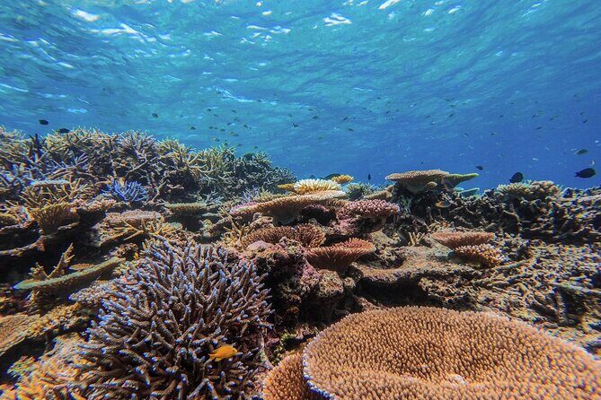 Iriomote Island 1-Day Snorkeling & Mangrove SUP or Canoe - Practical Details and Tips