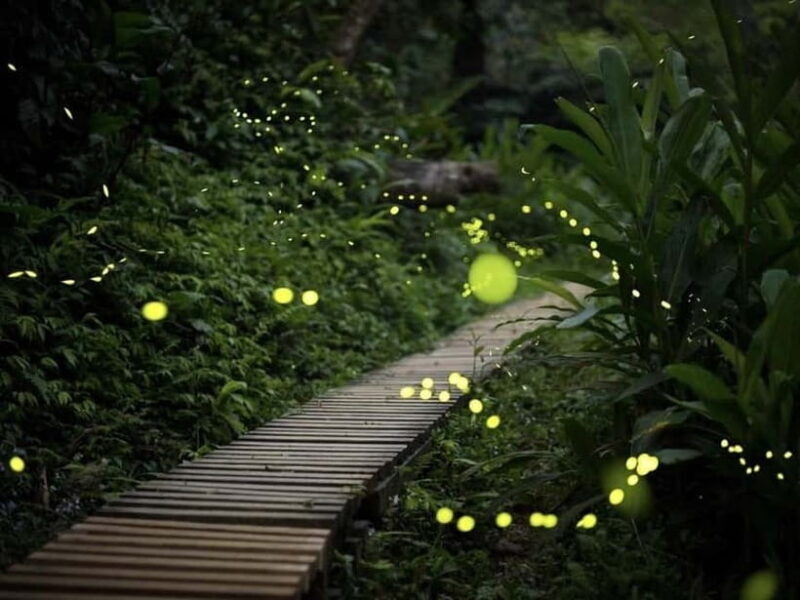 Iriomote Island Limited Time Yaeyama Firefly Viewing Tour - The Experience Itself