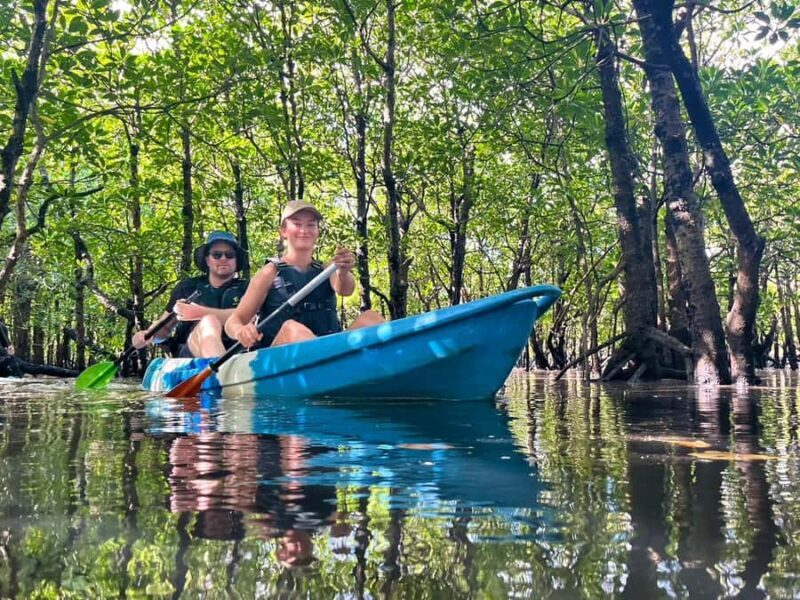 Iriomote island: Mangrove River SUP or Canoe Cruising Tour - Key Points