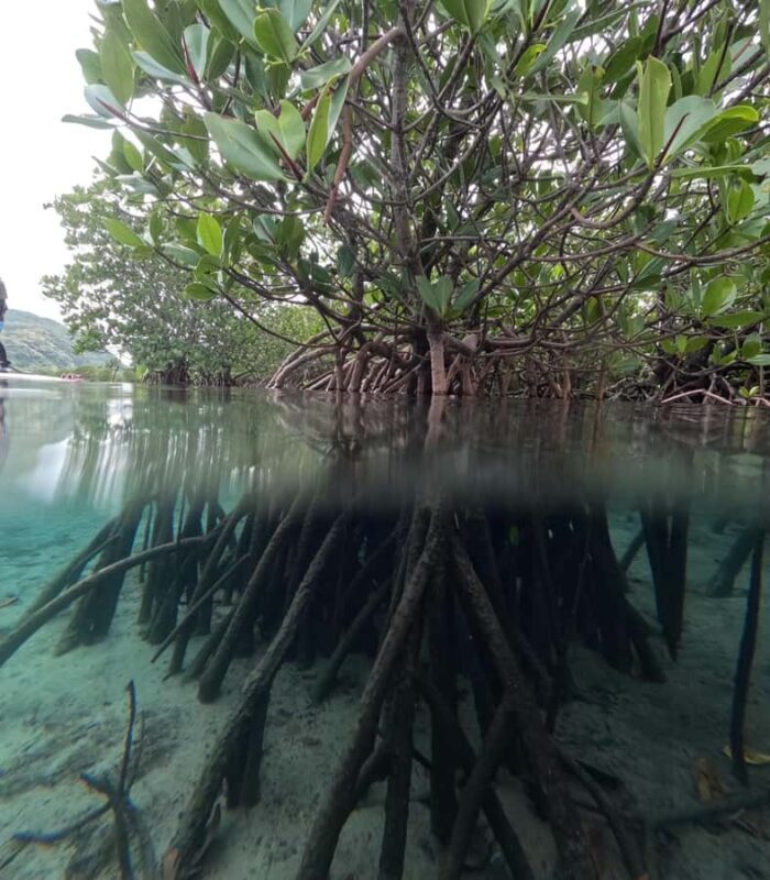 Iriomote island: Mangrove River SUP or Canoe Cruising Tour - Practical Considerations