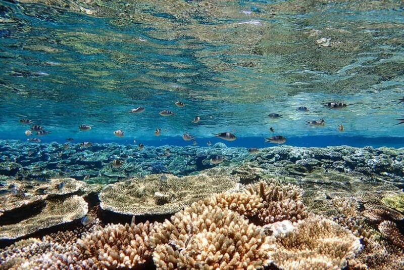 Ishigaki Island: Blue Cave Snorkeling & Taketomi Sightseeing - The Sum Up: Is This Tour Worth It?