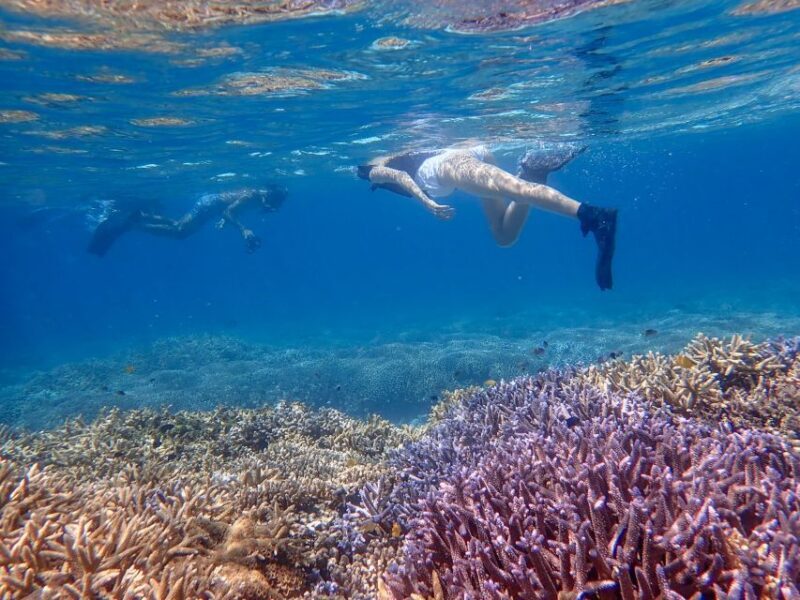 Ishigaki Island: Boat Snorkeling Tour at Phantom Island - Exploring the Tour: What It’s Like from Start to Finish