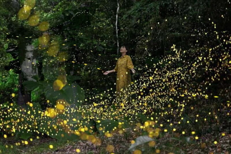 Ishigaki Island: Yaeyamahime Firefly Viewing Tour - A Natural Nighttime Spectacle