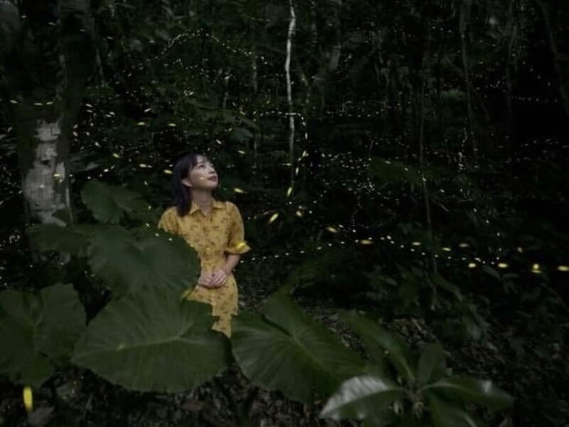 Ishigaki Island: Yaeyamahime Firefly Viewing Tour - Why This Tour Stands Out