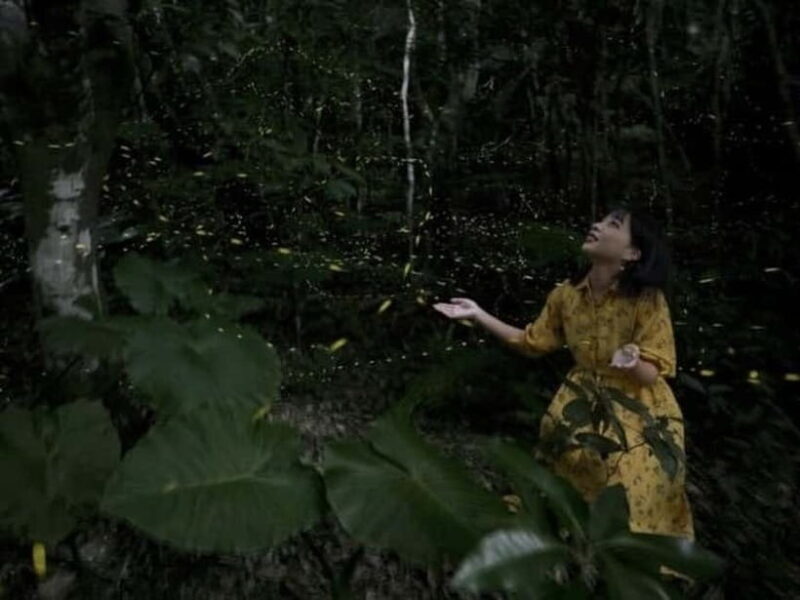 Ishigaki Island: Yaeyamahime Firefly Viewing Tour - Practical Details and Value