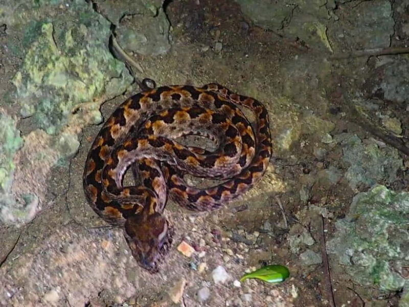 Ishigaki: Jungle Walk and Stargazing Night Tour - An In-Depth Look at the Ishigaki Night Tour