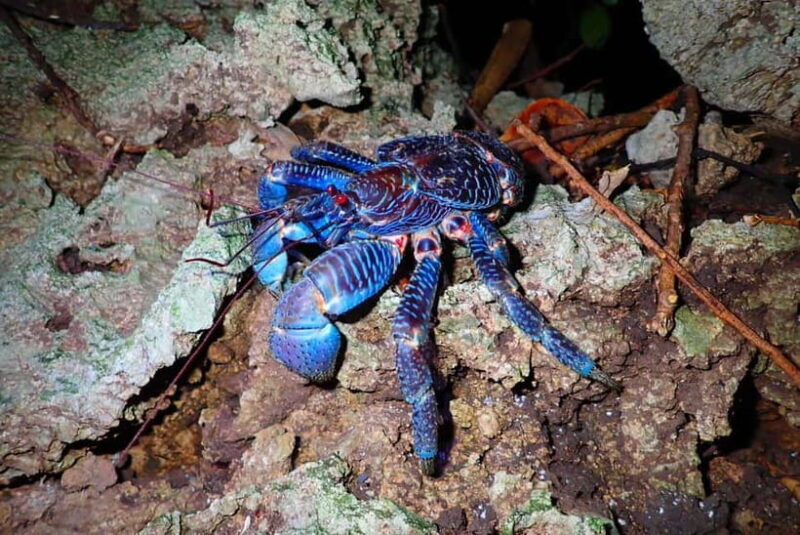 Ishigaki: Jungle Walk and Stargazing Night Tour - Who Will Love This Tour?