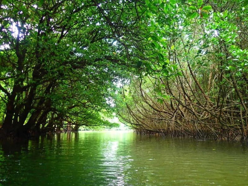 Ishigaki: Mangrove SUP or Canoe & Phantom Island Snorkeling - Why This Tour Excels: The Good, the Not-so-Good, and the Unique