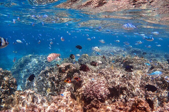 Ishigaki Phantom Island Snorkeling Taketomi Island Sightseeing - The Sum Up: Is This Tour Right for You?