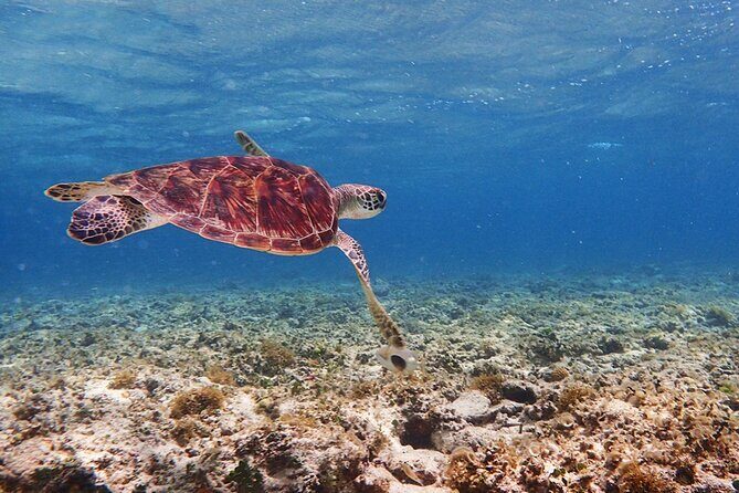 [Ishigaki]Mangrove SUP/Canoe + Blue Cave Snorkeling - Key Points