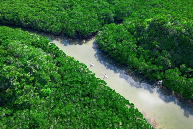 Ishigaki:Mangrove&Sea SUP/Kayak Tour with SLR&Drone footage - The Sum Up
