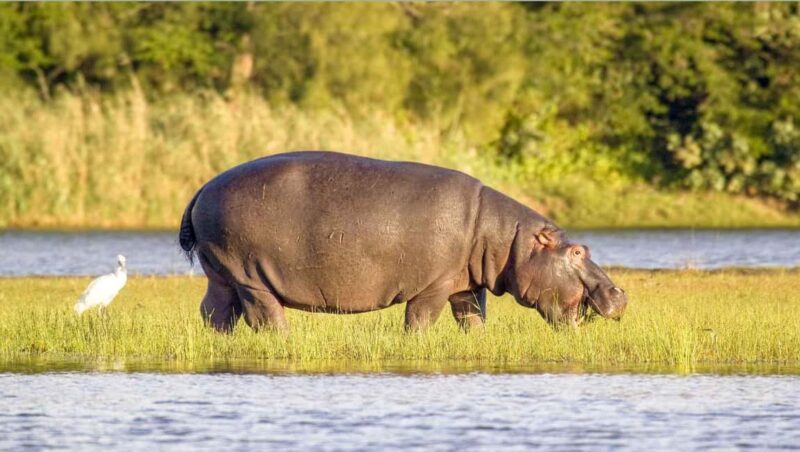 Isimangaliso Boat Cruise & Game Drive Day Tour from Durban - An In-Depth Look at the Tour Experience