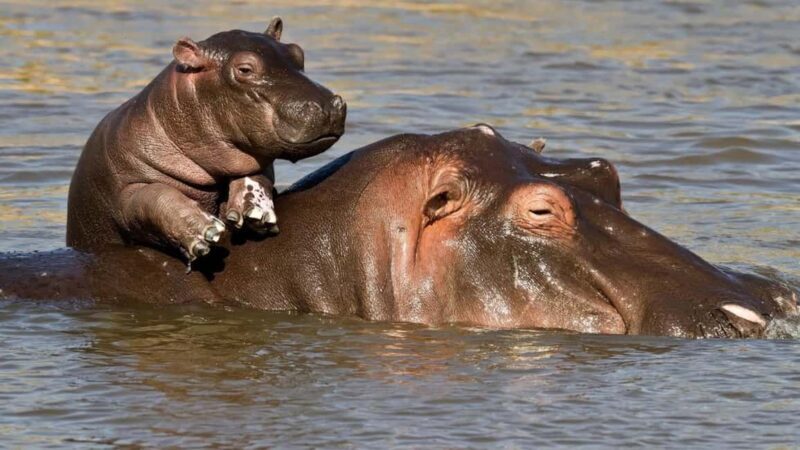 Isimangaliso Boat Cruise & Game Drive Day Tour from Durban - Final Thoughts: Worthwhile for Nature Lovers and Curious Travelers
