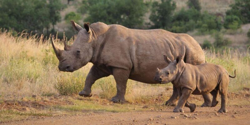 Isimangaliso Day Tour & Hippo & Croc Boat Cruise From Durban - Isimangaliso Day Tour & Hippo & Croc Boat Cruise From Durban