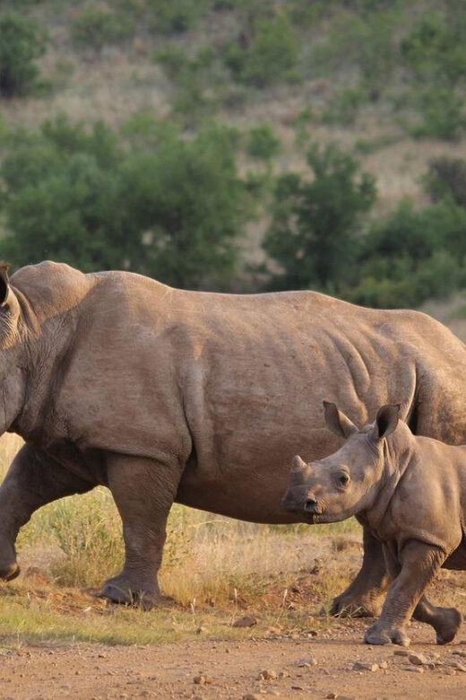 Isimangaliso Day Tour & Hippo & Croc Boat Cruise From Durban - Analyzing the Cost and Value