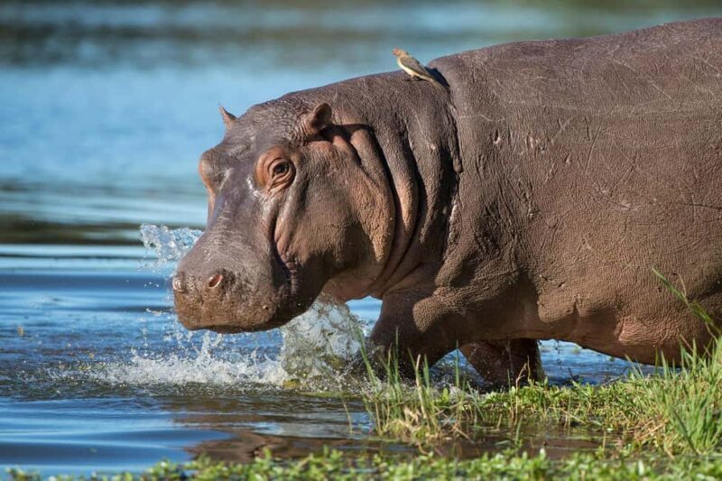 Isimangaliso Day Tour & Hippo & Croc Boat Cruise From Durban - The Itinerary in Detail
