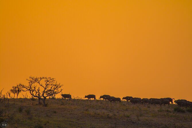 iSimangaliso Sunset Game Drive - What Are the Highlights?
