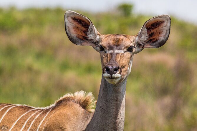 iSimangaliso Sunset Game Drive - Practical Considerations