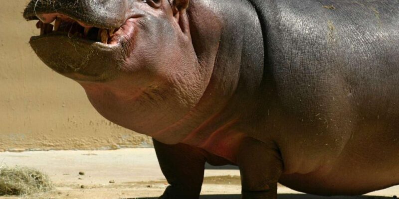 Isimangaliso Wetland Park Boat Cruise & Game Dve from Durban - Practical Details and Value