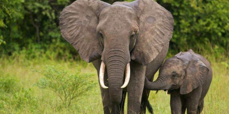 Isimangaliso Wetland Park Boat Cruise & Game Dve from Durban - The Experience from Different Perspectives