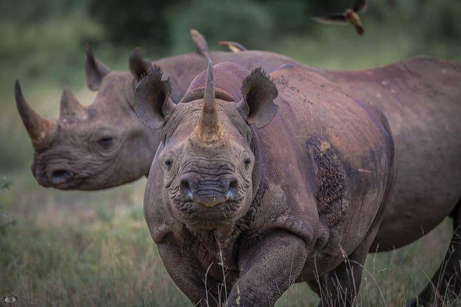 iSimangaliso Wetland Park, Full Day Tour - Exploring by Game Drive and Hidden Spots