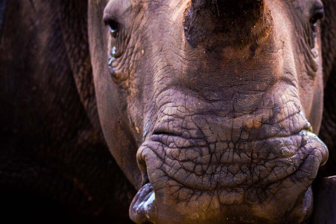 iSimangaliso Wetland Park, Night Drive Safari - An In-Depth Look at the Night Drive Safari Experience