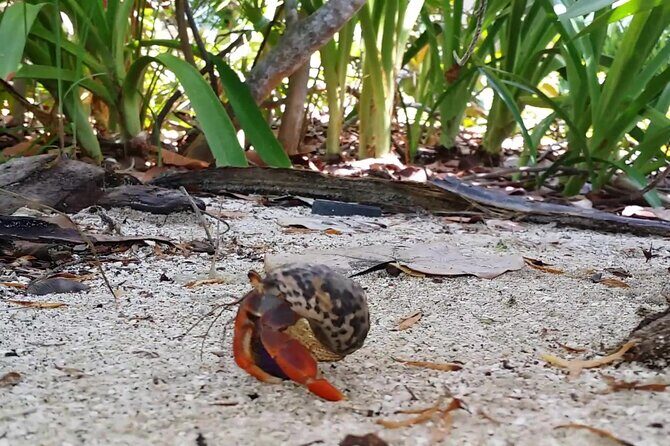 Isla Contoy and Isla Mujeres Tour with Snorkeling from Cancun - FAQ