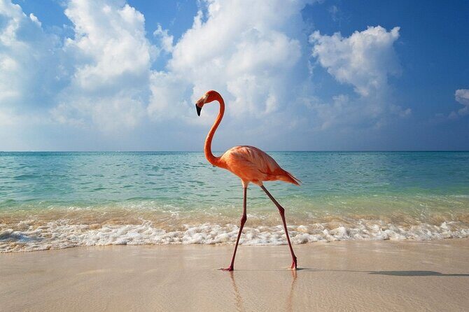 Isla Holbox Day Tour from Cancun with Lunch Included - An In-Depth Look at the Tour Experience