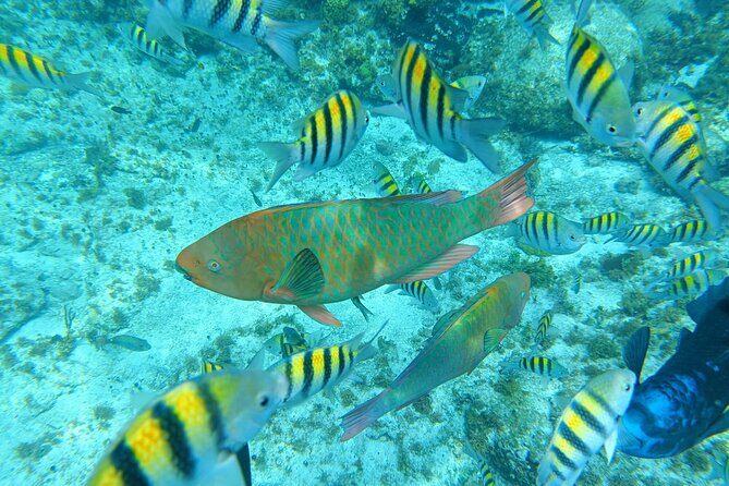 Isla Mujeres Basic Tour in Catamaran with Snorkel and Open Bar - Introduction: The Tour in a Nutshell