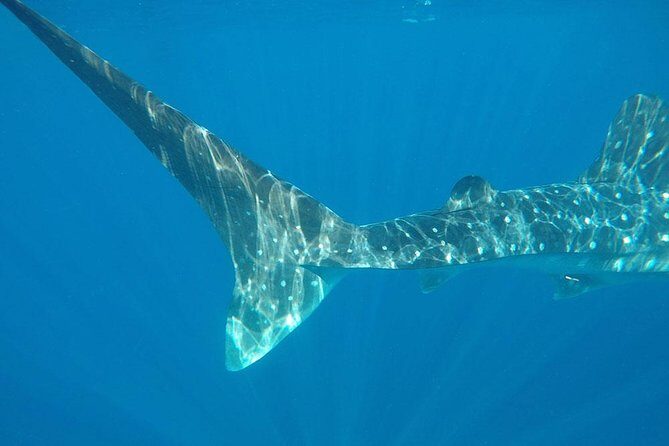 Isla Mujeres Deluxe (boat, Snorkeling, Free Time At Isla Mujeres Downtown-food) - Key Points