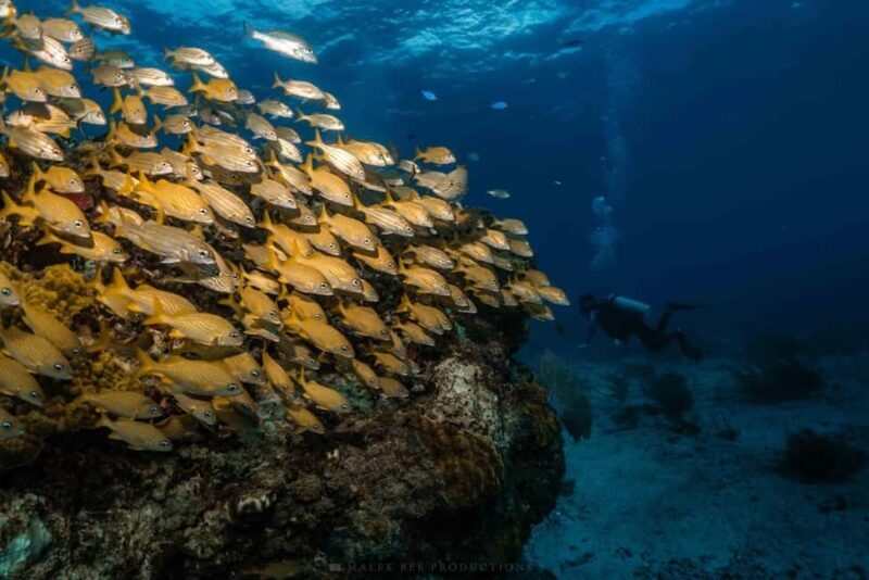Isla Mujeres - MUSA and the Manchones Reef - Snorkel - Final Thoughts