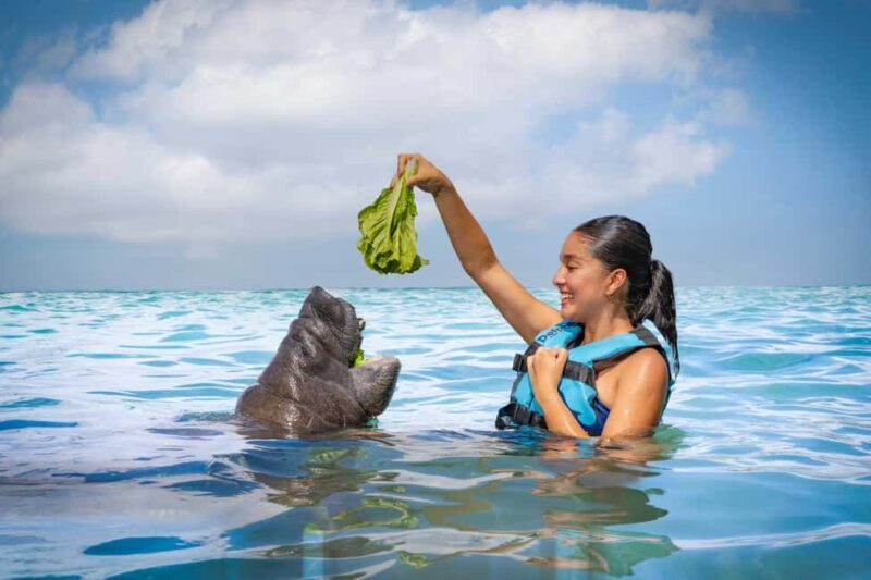 Isla Mujeres: Sea Lion & Manatee Interaction with Buffet - The Sum Up