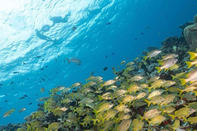 Isla Mujeres: Snorkel Tour at Musa and Manchones Reef - Guides and Group Sizes