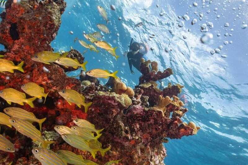 Isla Mujeres: Snorkel Tour at Musa and Manchones Reef - Authentic Experiences and Traveler Insights