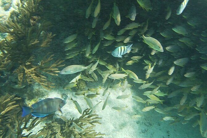 Isla Mujeres Snorkeling Adventure at the Underwater Museum - Final Note