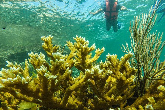 Isla Mujeres Snorkeling Tour Adventure - The Sum Up