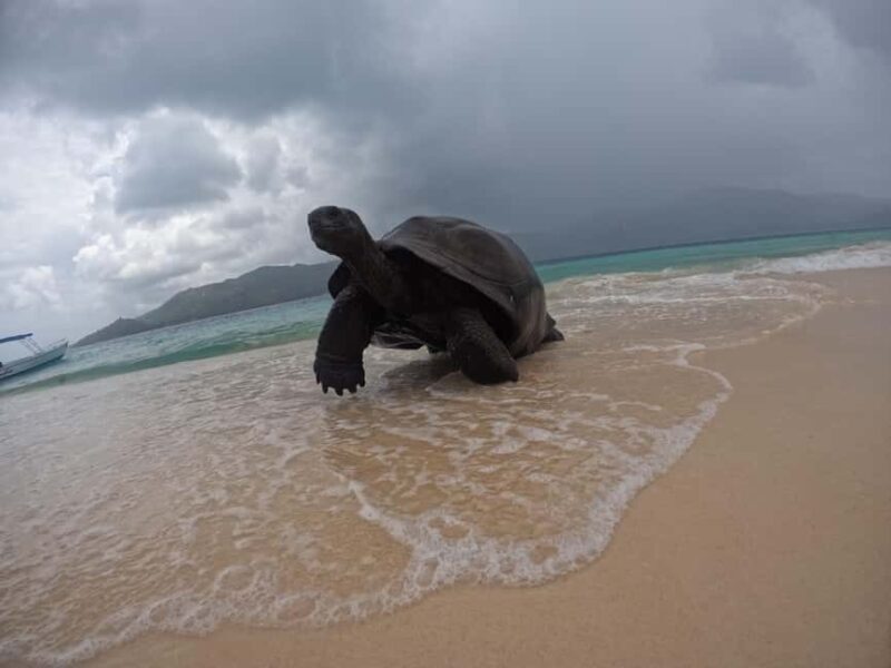 Island Adventure Cousin, Curieuse & St Pierre with BBQ Bliss - Who Should Consider This Tour?