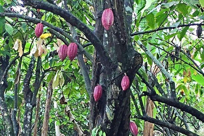 Island Bites & Highlights Food Tour (Full/Half Day) - Who Will Love This Tour?