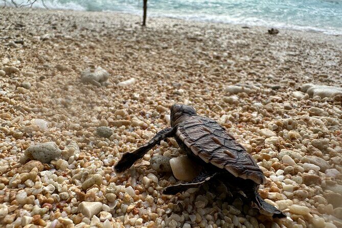 Island Day Tour Santo's Best Snorkeling Marine Sanctuary - Review Highlights and Traveler Feedback