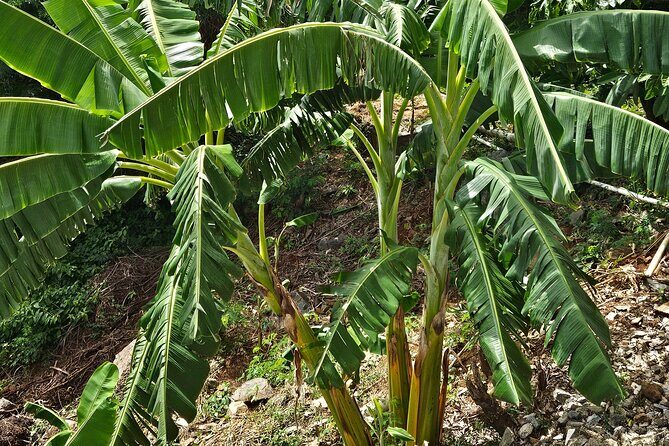 Island Eco Farm Tour with Local Treats and Sapphire Beach Time - Who Would Enjoy This Tour?