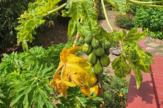 Island Eco Farm Tour with Local Treats and Sapphire Beach Time - FAQ