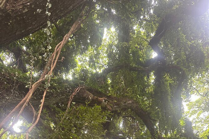 Island of Maui Customized Half Day Tour - FAQs