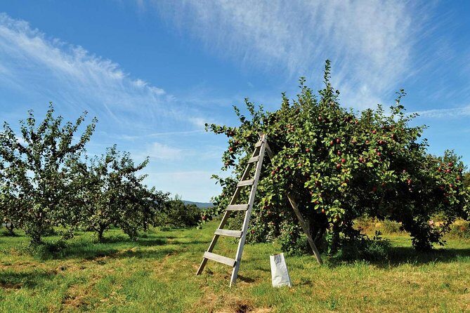 Island of Orleans Taste and Drink Tour - Practical Tips for Making the Most of Your Tour